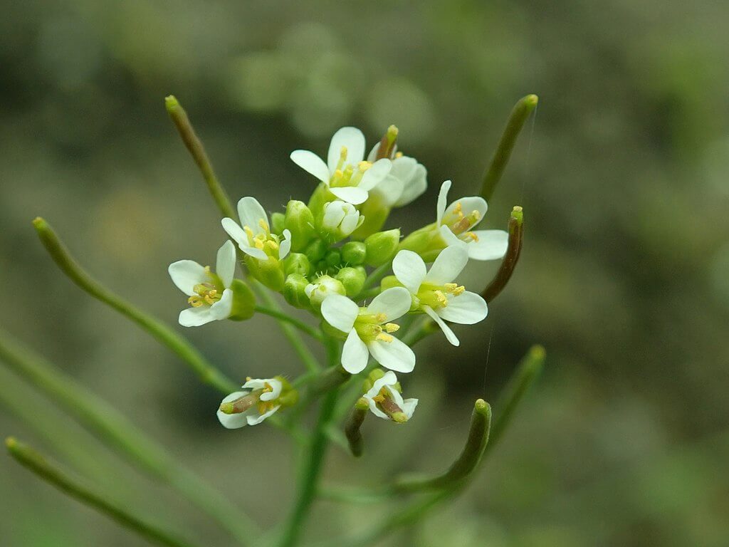 Crispr-Cas9 Adabidiopsis thaliana