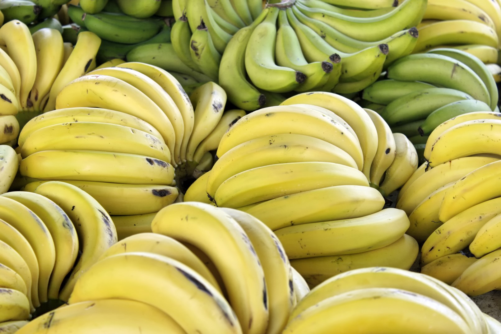 Banano editado con Crispr