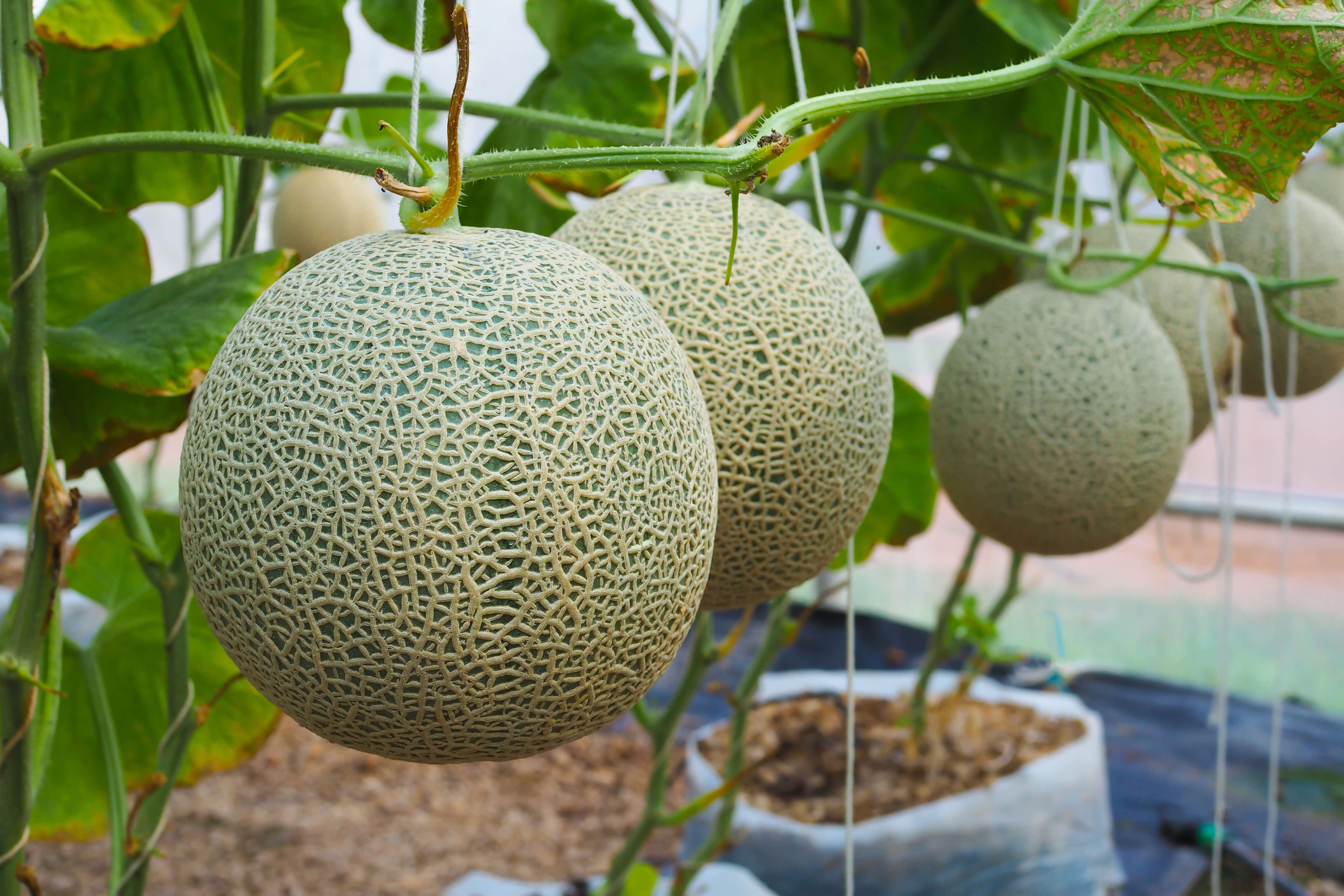 Melón editado con CRISPR tiene vida útil por 14 días más | CRISPR en ...