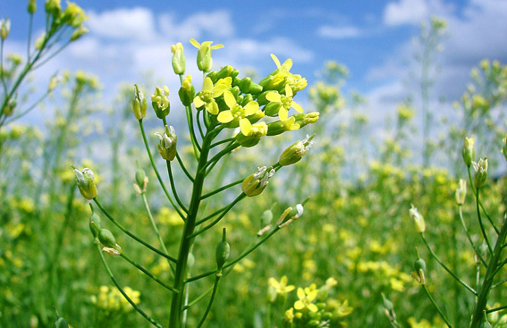 camelina editada