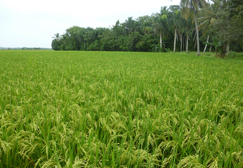 arroz mejorado con crispr