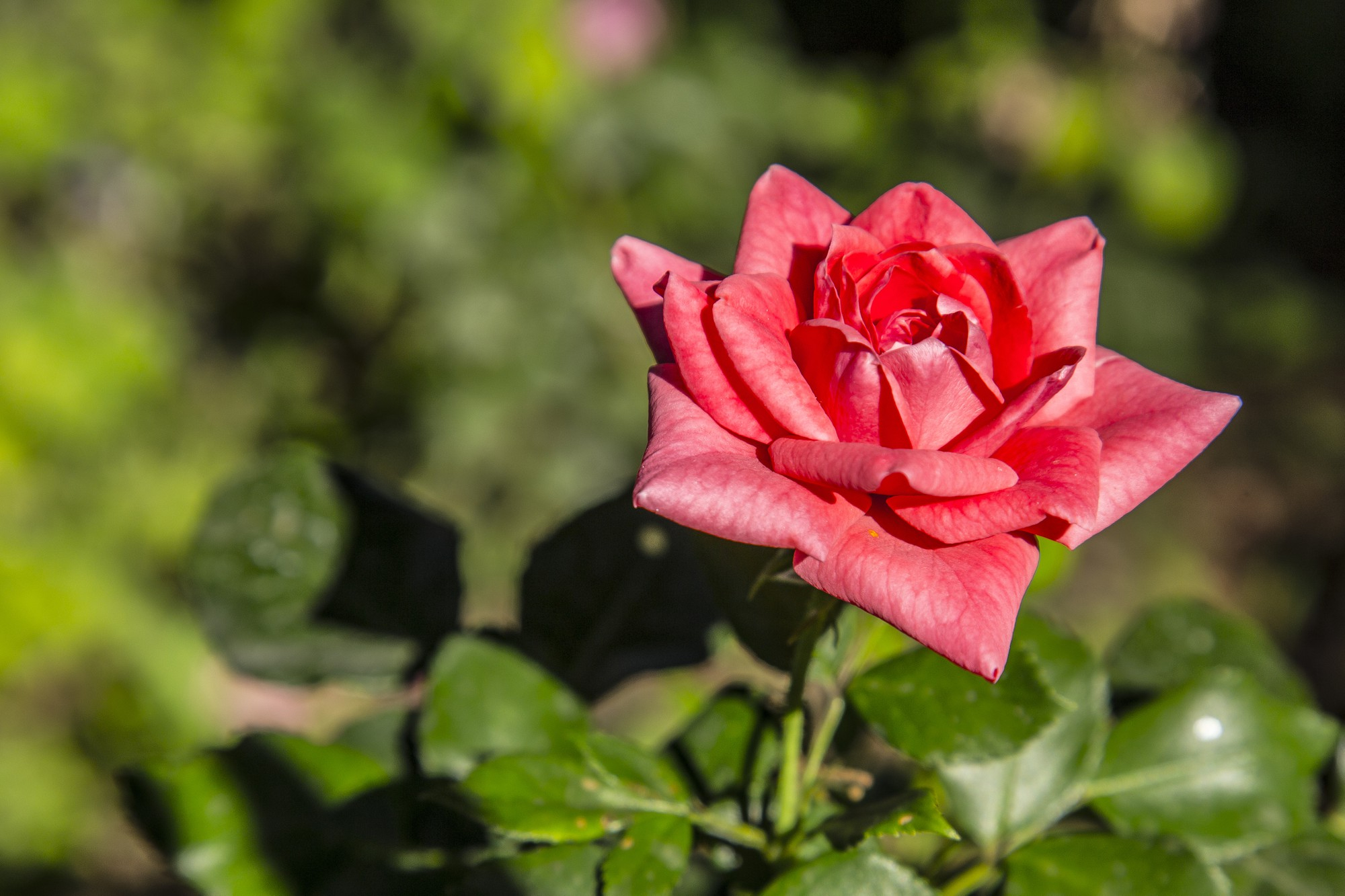 Rosas sin espinas