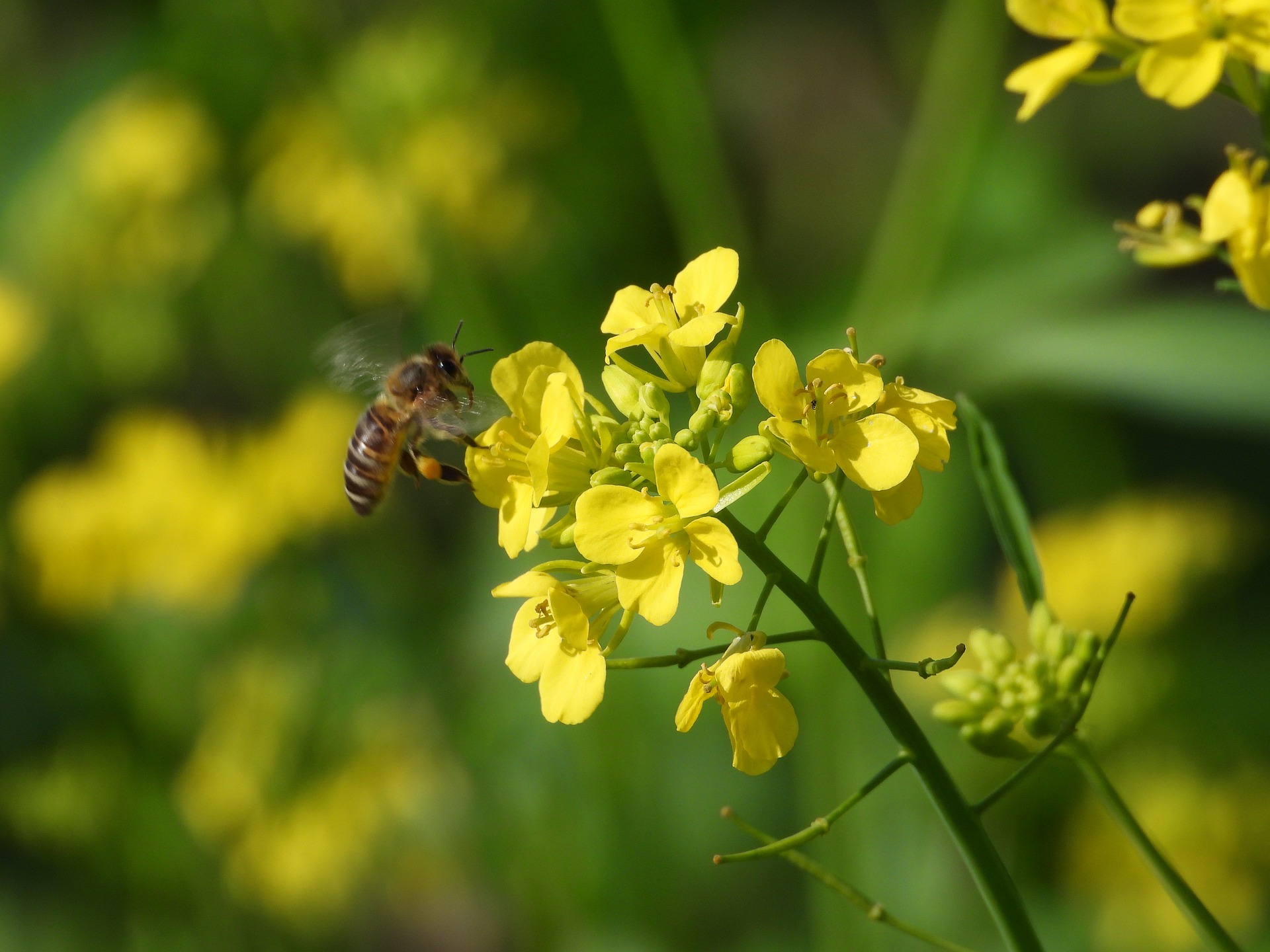 canola rendidora