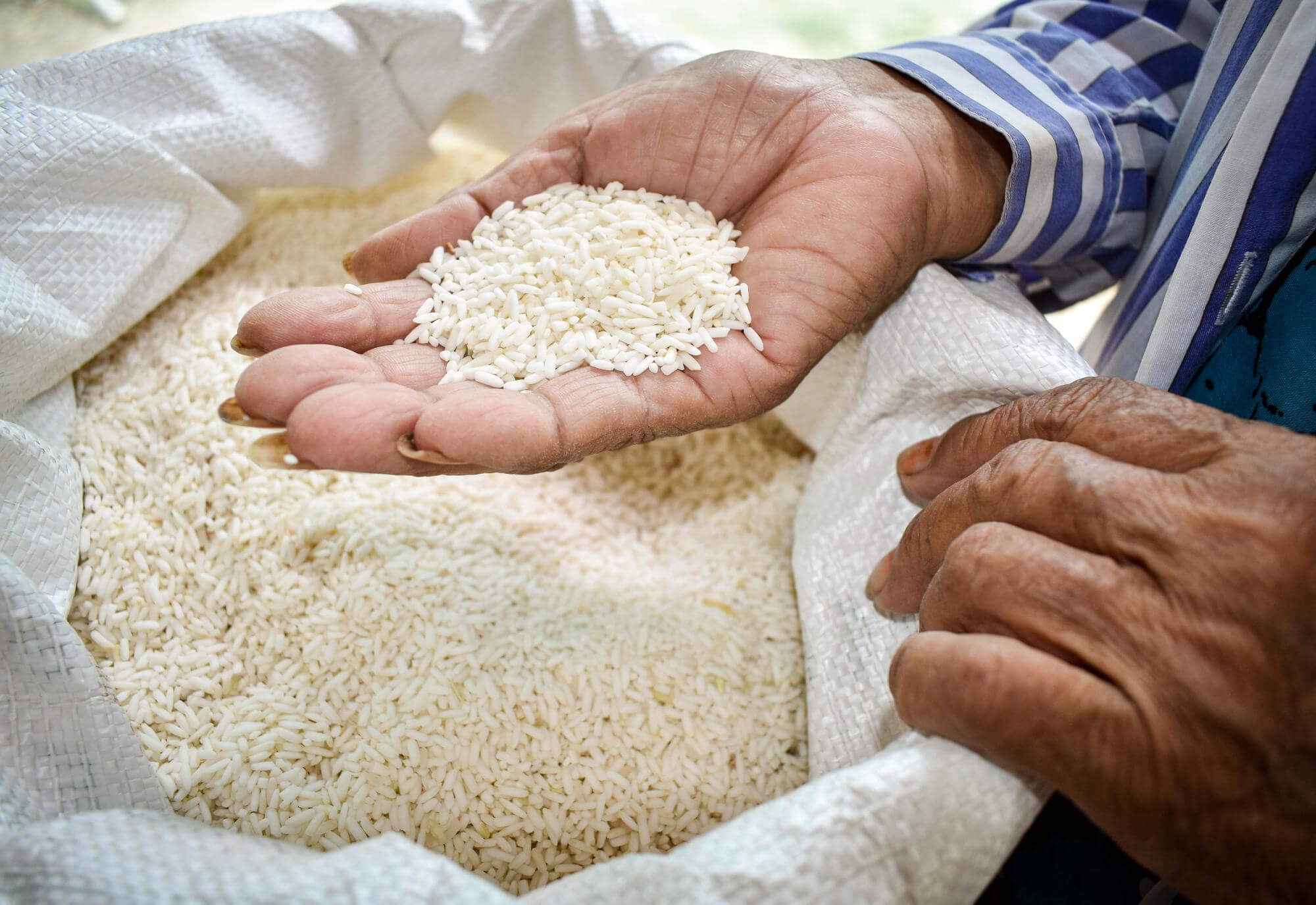 Arroz editado genéticamente con beneficios directos para el corazón arroz editado, crispr, edición genética