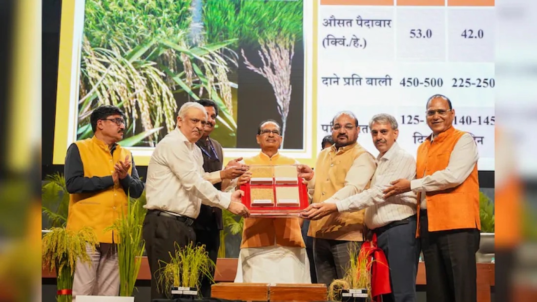 India Aprueba Variedades de Arroz Editadas Genéticamente India Aprueba Variedades de Arroz Editadas Genéticamente