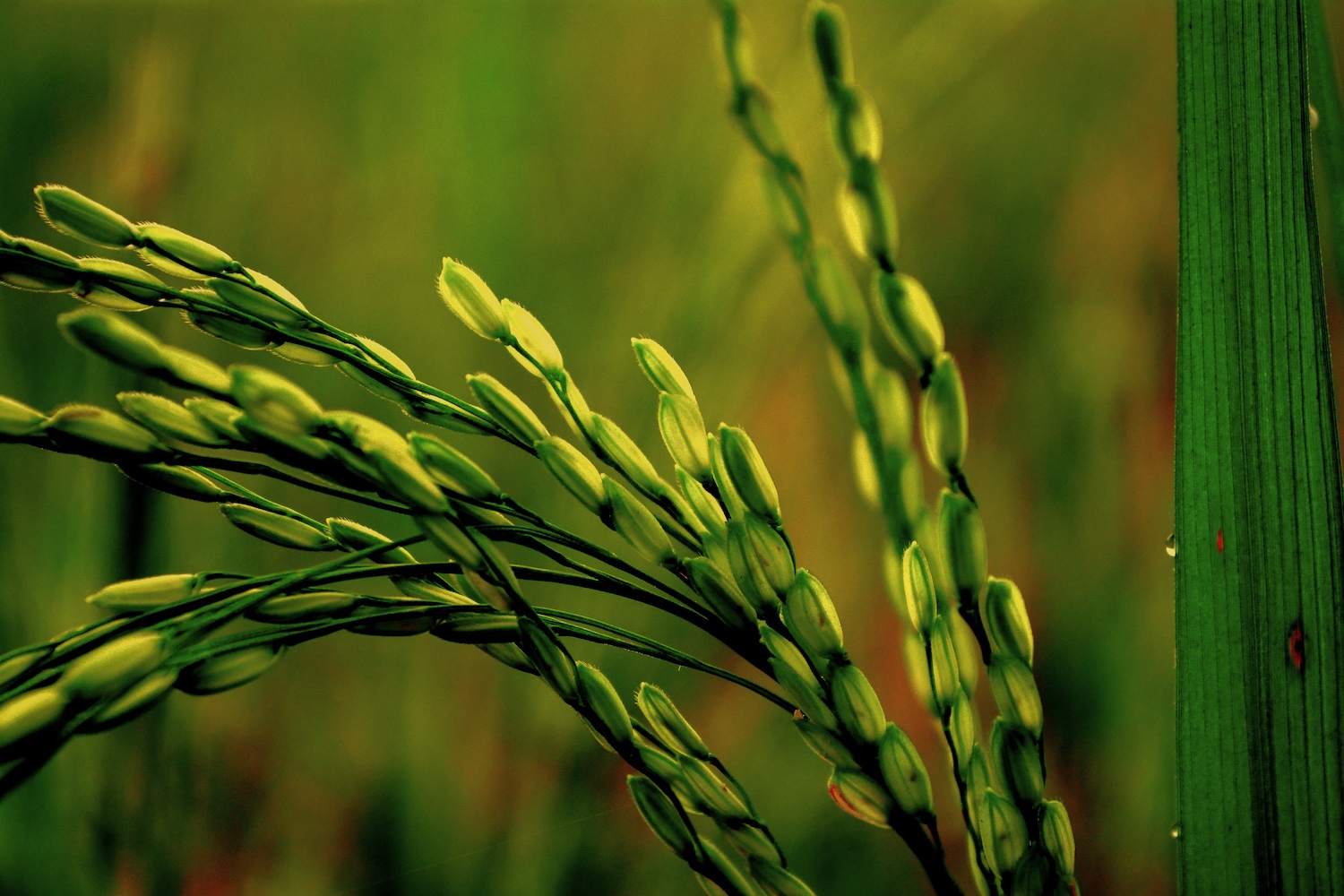 CRISPR en el arroz cultivo de arroz