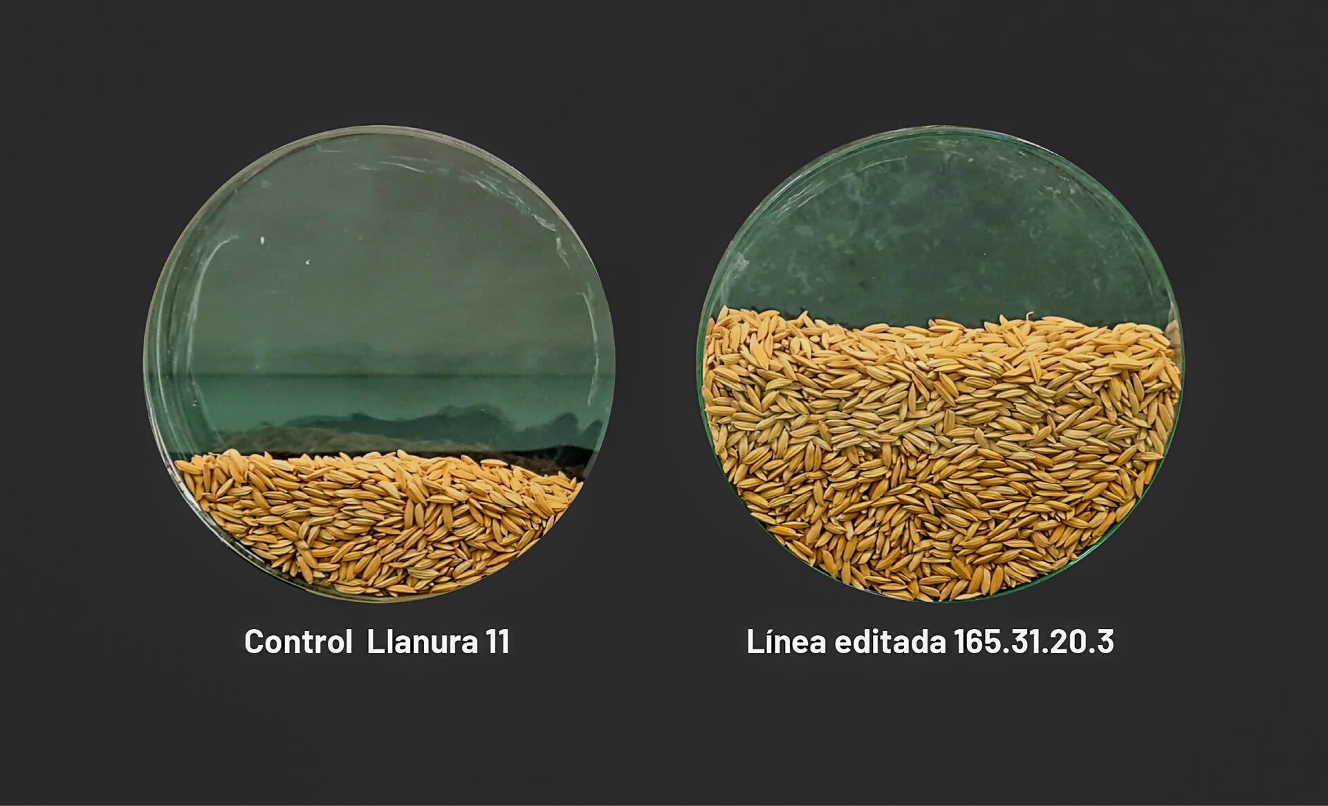 arroz editado colombiano