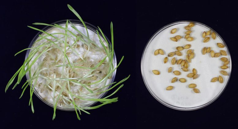 A la izq. cebada convencional versus la cebada editada genéticamente.