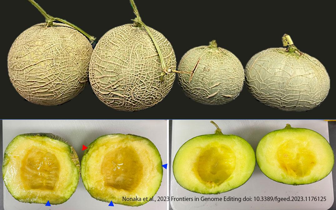 Melon editado genéticamente con CRISPR