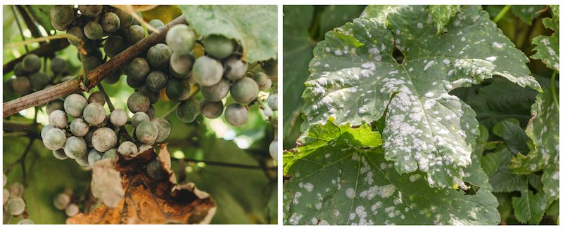 Mildiu en uvas - uvas editadas