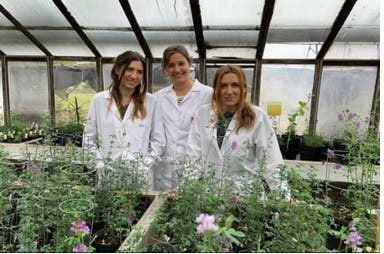 Argentina impulsa la edición genetica en alfalfa