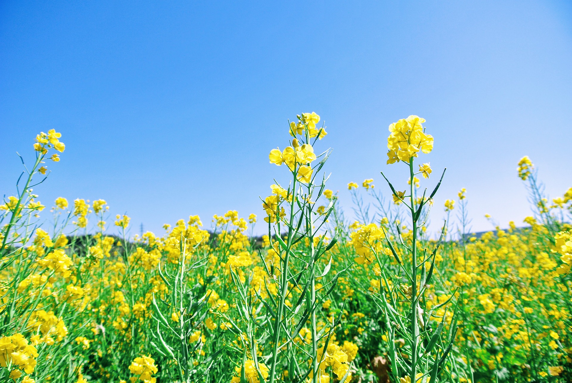 Planta de canola 