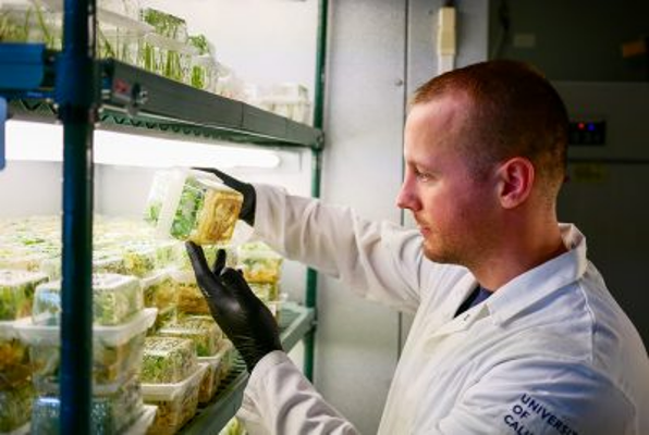 Jesse Jones, gerente de laboratorio de la Planta de Genómica y Transformación de Plantas en el IGI, examina plántulas de plantas de cultivo editadas con genoma.