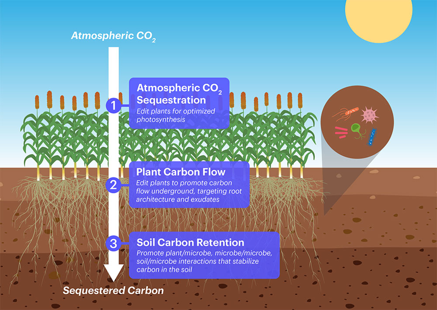 El programa IGI está abordando la investigación en tres grupos de trabajo compuestos por investigadores de UC Berkeley, UC Davis y el Laboratorio Nacional Lawrence Livermore, cada uno de los cuales se centra en una etapa diferente del viaje del carbono desde la atmósfera, a través de las plantas hasta las raíces y al suelo.