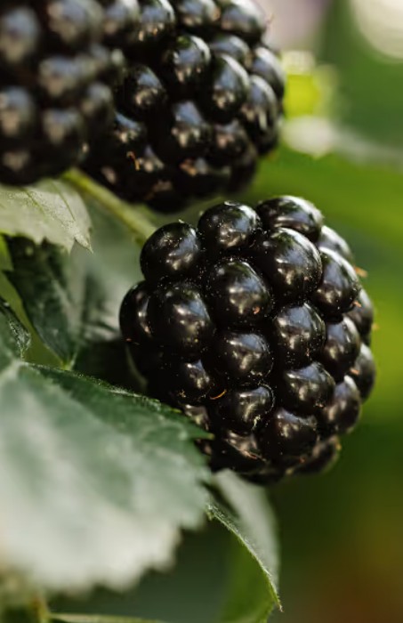 zarzamoras en Colombia