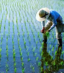 Buscan cultivar arroz editado genéticamente en el océano 