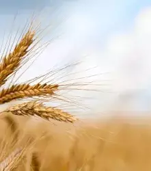 Científicos chilenos desarrollan trigo tolerante a la sequía 