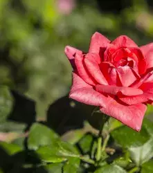 Rosas sin espinas desarrolladas con CRISPR serían más fáciles de cosechar 