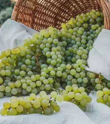 Uva editada con CRISPR podría mejorar la producción de vino en Italia 