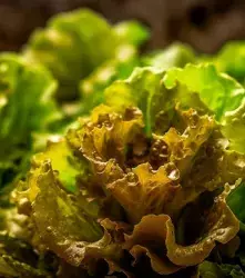 La lechuga dorada con aumento de vitamina A, gracias a CRISPR 