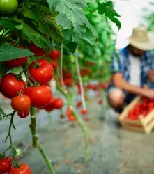 Un tomate editado más dulce tiene lugar con CRISPR 