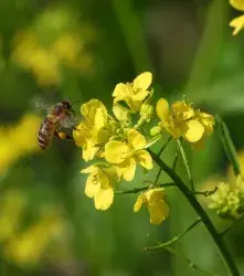 Identifican con CRISPR gen que hace la canola más rendidora  