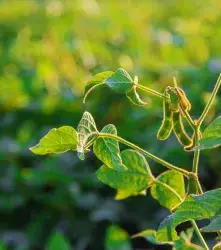 Crispr mejora la absorción de nitrógeno en el frijol 