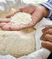 Arroz editado genéticamente con beneficios directos para el corazón 
