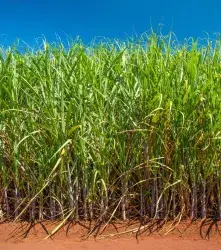 Caña editada: una era moderna para el campo y la industria 