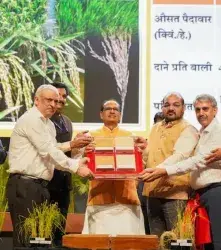 India aprueba variedades de arroz editadas genéticamente 