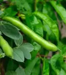 LA EDICION DE GENOMAS Y LA AGRICULTURA SOSTENIBLE 