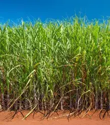 Caña editada: una era moderna para el campo y la industria 