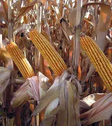 Maíz ceroso y CRISPR: una historia de ciencia, sabor y tecnología que transforma la agricultura 