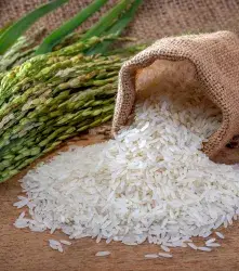 Arroz editado colombiano recibe concepto de cultivo convencional 