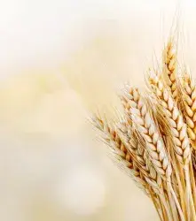 Trigo editado genéticamente en Chile: luz verde a una variedad rica en fibra 