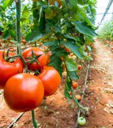 Tomate editado con CRISPR tiene menos histamina 