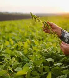 Soya tolerante a la sequía con CRISPR 