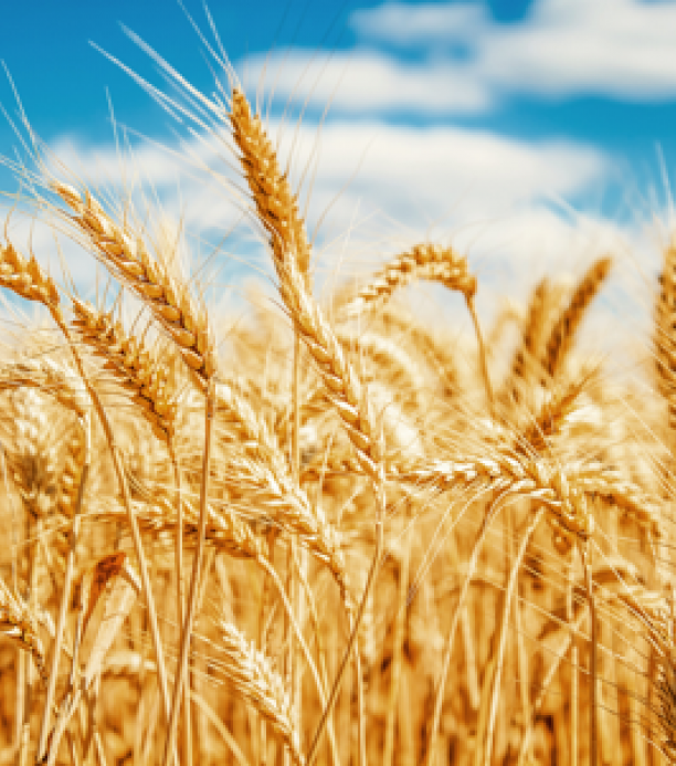 La edición genética podría mejorar el rendimiento del trigo.