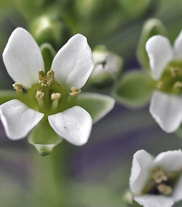 maleza para nuevos biocombustibles