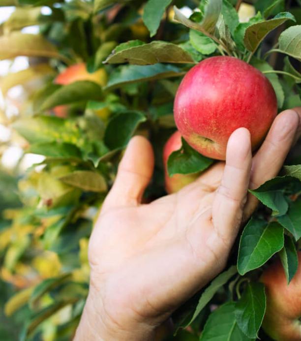 manzana editada con crispr