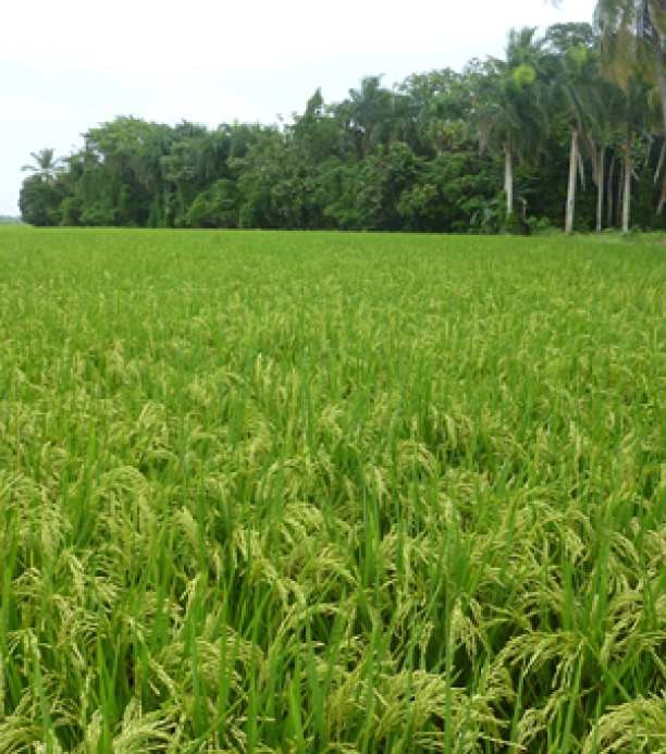 arroz mejorado con crispr