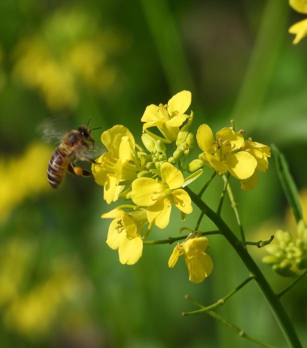 canola rendidora