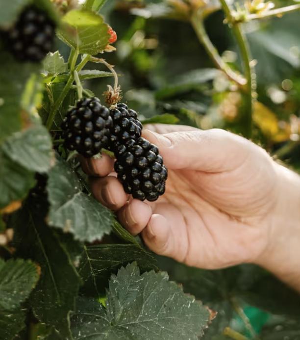 zarzamoras en colombia