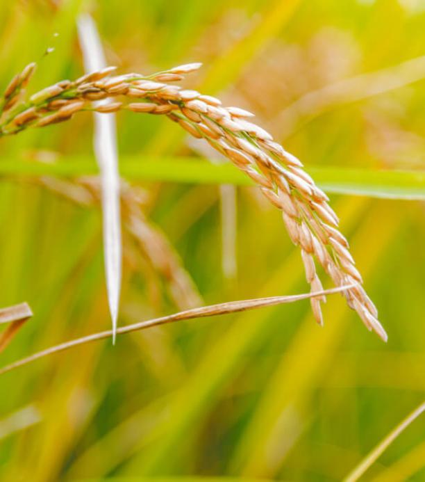 Sensor con CRISPR