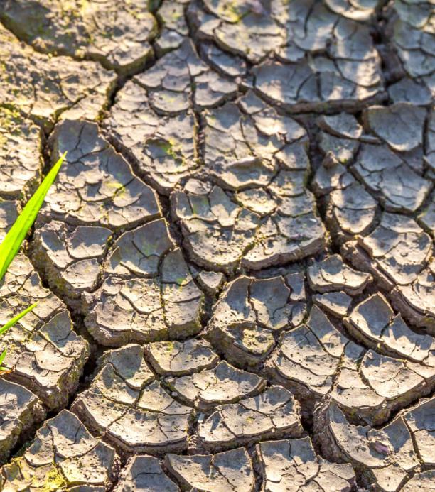 Edición genética y cambio climático plagas y sequía